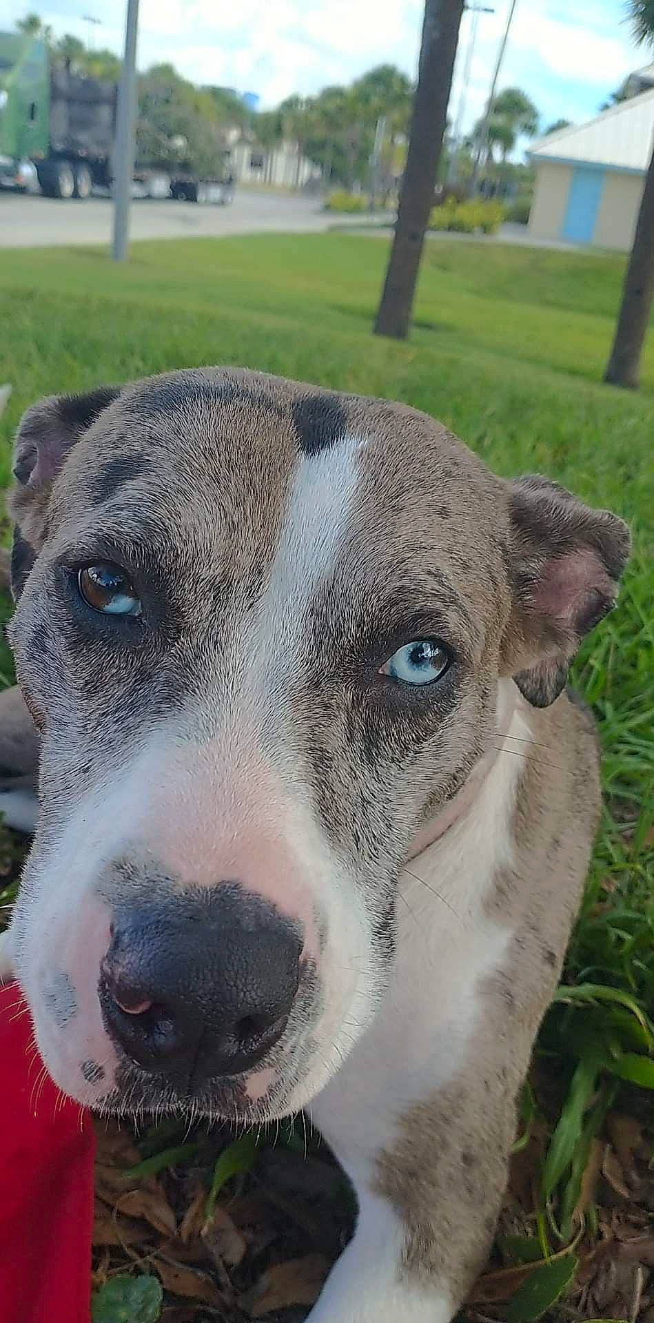 Raven Reding is registered to the contest to win money with this photo: ancient_dog_breeds, carnivore, collar, companion_dog, dog, dog_breed, dog_collar, eye, fawn, guard_dog, non_sporting_group, pet_supply, plant, snout, sporting_group, terrestrial_animal, tree, whiskers, working_animal, working_dog