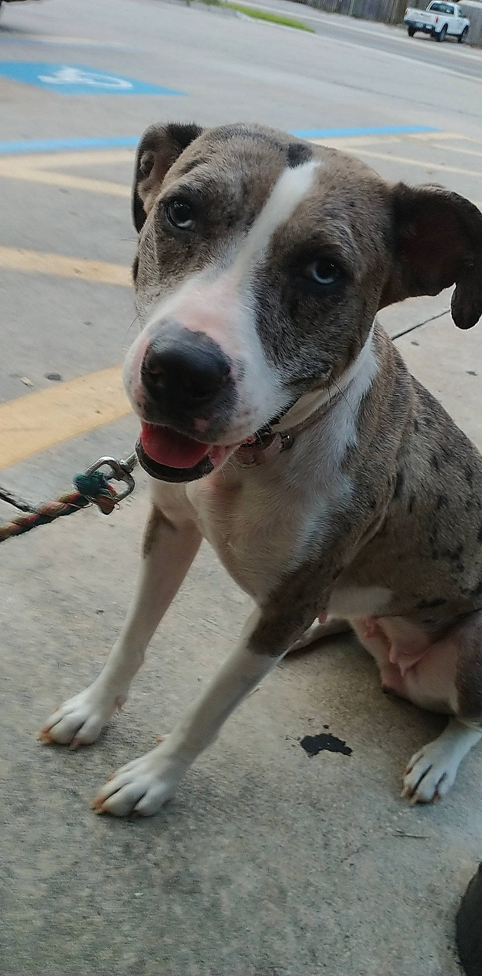 Raven Reding joined the competition — help win amazing prizes! canidae, carnivore, collar, companion_dog, dog, dog_breed, dog_collar, metal, non_sporting_group, sporting_group, whiskers, working_animal, working_dog