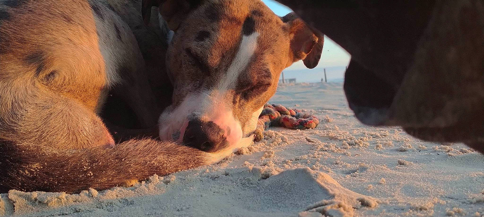 Raven Reding is registered to the contest to win money with this photo: beach, canidae, carnivore, companion_dog, dog, dog_breed, fawn, landscape, non_sporting_group, rock, sand, snout, soil, sporting_group, tableware, terrestrial_animal, whiskers, wildlife, wood