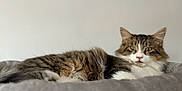 Guizmo participe au concours pour gagner de l'argent avec cette photo : cat, tabby, fluffy, green_eyes, lying_down, indoor, pet, feline, soft_surface, gray, white_wall, relaxed, fur, whiskers, ears, closeup, animal, domestic, cute, portrait