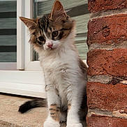 Guizmo a rejoint le concours — aidez-le/la à gagner de superbes lots ! kitten, cat, feline, fluffy, curious, outdoor, brick_wall, stone_ledge, window, pet, young_animal, cute, whiskers, paws, fur, domestic_animal, animal_portrait, side_view, natural_light, small_animal