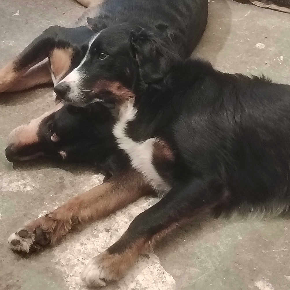 Umi participe au concours pour gagner de l'argent avec cette photo : animal, appenzeller, ball, barefoot, bodypart, bulldog, canine, cockerspaniel, dog, hound, labradorretriever, mouth, person, pet, puppy, saintbernard, sleeping, sport, tennis, tennisball