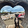 dog, black_and_white, sitting, wooden_bench, heart_shape, wicker, beach, sand, lounge_chairs, umbrellas, cloudy_sky, outdoor, pet, leash, collar, happy, tongue_out, daytime, nature, relaxation