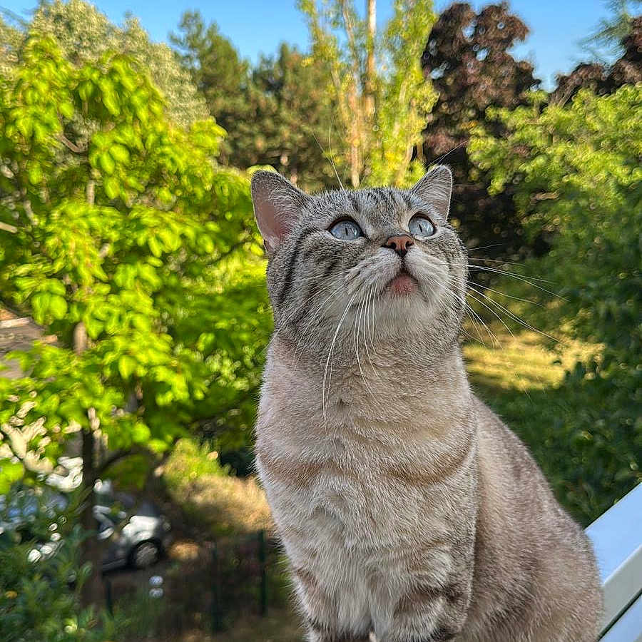 Yıumak a rejoint le concours — aidez-le/la à gagner de superbes lots ! animal, balcony, cat, cloud, curious, cute, daylight, ears, eyes, fur, greenery, mammal, nature, outdoor, pet, portrait, railing, sky, tree, whiskers