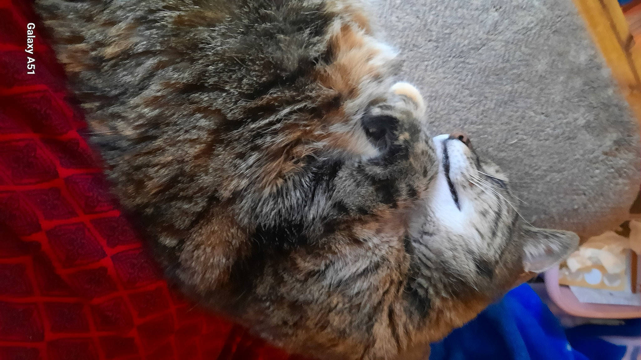 Shreck joined the competition — help win amazing prizes! canidae, carnivore, cat, claw, dog_breed, fawn, felidae, fur, paw, small_to_medium_sized_cats, snout, sporting_group, tail, terrestrial_animal, terrier, whiskers