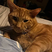 Garfield joined the competition — help win amazing prizes! animal, bed, blanket, cat, close_up, cozy, cute, domestic_cat, face, fur, indoor, mammal, orange_tabby, paw, pet, relaxed, resting, sleepy, warm_lighting, whiskers