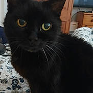 Tia is registered to the contest to win money with this photo: cat, black_cat, pet, animal, indoor, bed, bedding, pattern, yellow_eyes, whiskers, fur, feline, domestic_animal, wooden_furniture, cupboard, television, room, cozy, close_up, curious