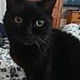 cat, black_cat, pet, animal, indoor, bed, bedding, pattern, yellow_eyes, whiskers, fur, feline, domestic_animal, wooden_furniture, cupboard, television, room, cozy, close_up, curious
