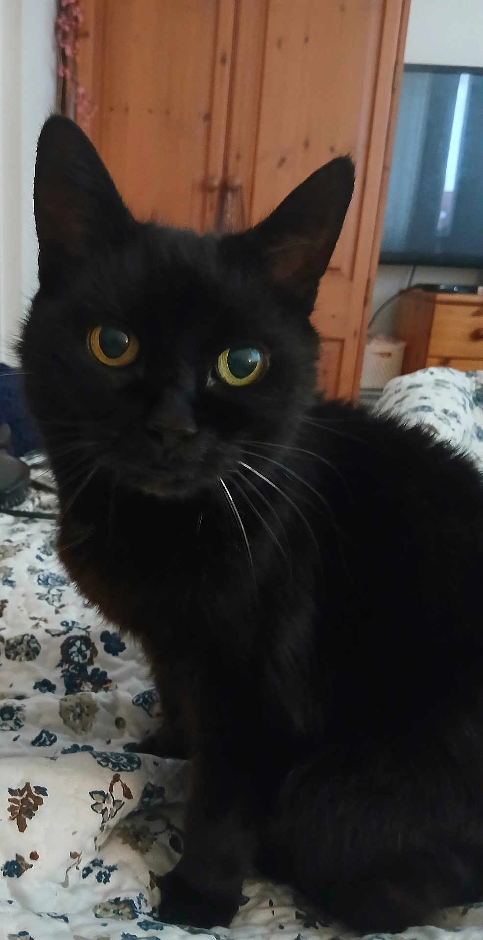 Tia