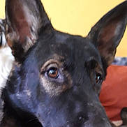 Oscar a rejoint le concours — aidez-le/la à gagner de superbes lots ! australian_kelpie, canidae, carnivore, dog, dog_breed, dutch_shepherd_dog, ear, formosan_mountain_dog, mammal, rare_breed_dog, snout, vertebrate, whiskers