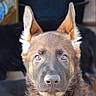 Oscar a rejoint le concours — aidez-le/la à gagner de superbes lots ! belgian_shepherd, belgian_shepherd_malinois, bohemian_shepherd, canidae, carnivore, dog, dog_breed, ear, fawn, german_shepherd_dog, kunming_wolfdog, mammal, old_german_shepherd_dog, police_dog, rare_breed_dog, snout, tervuren, vertebrate