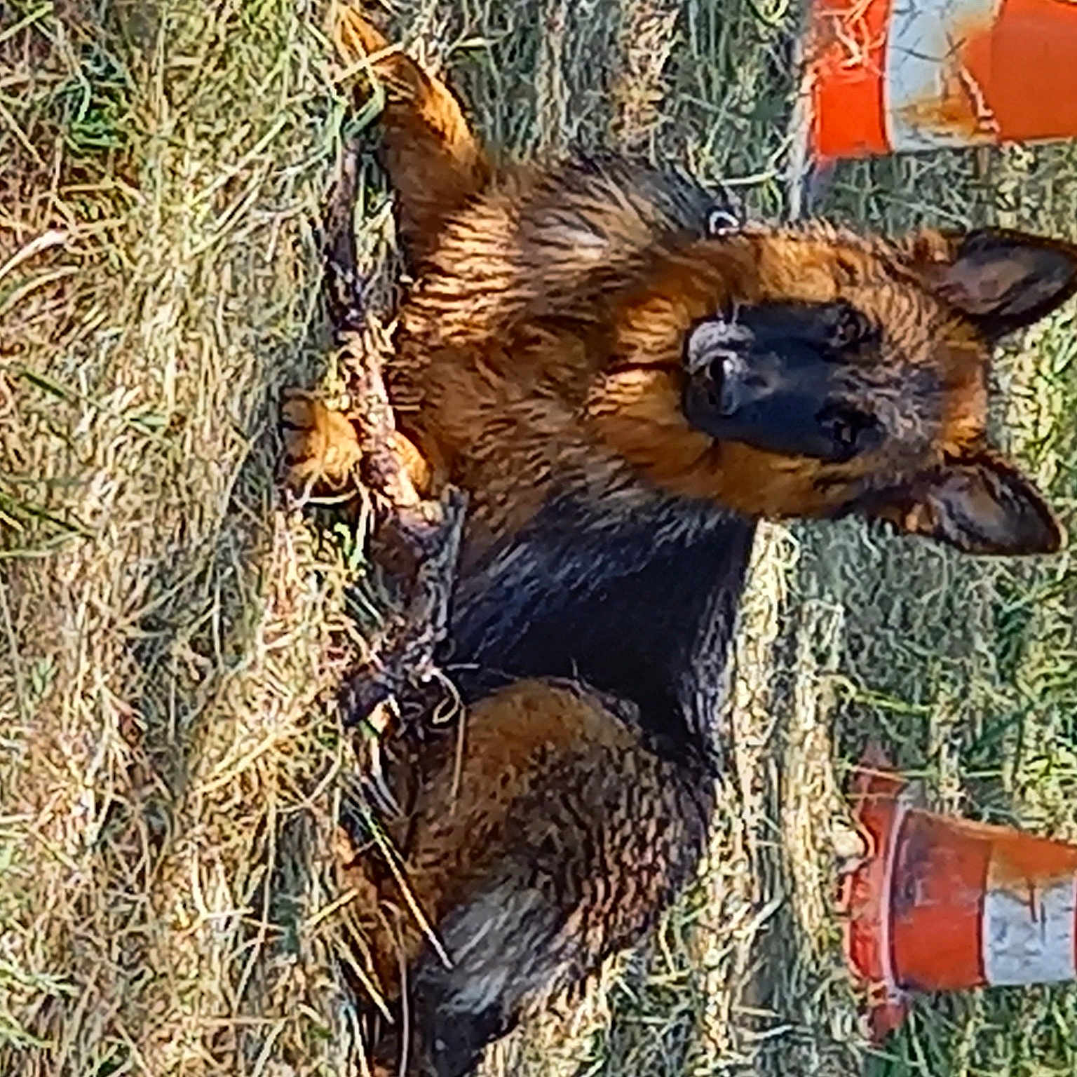 Rila