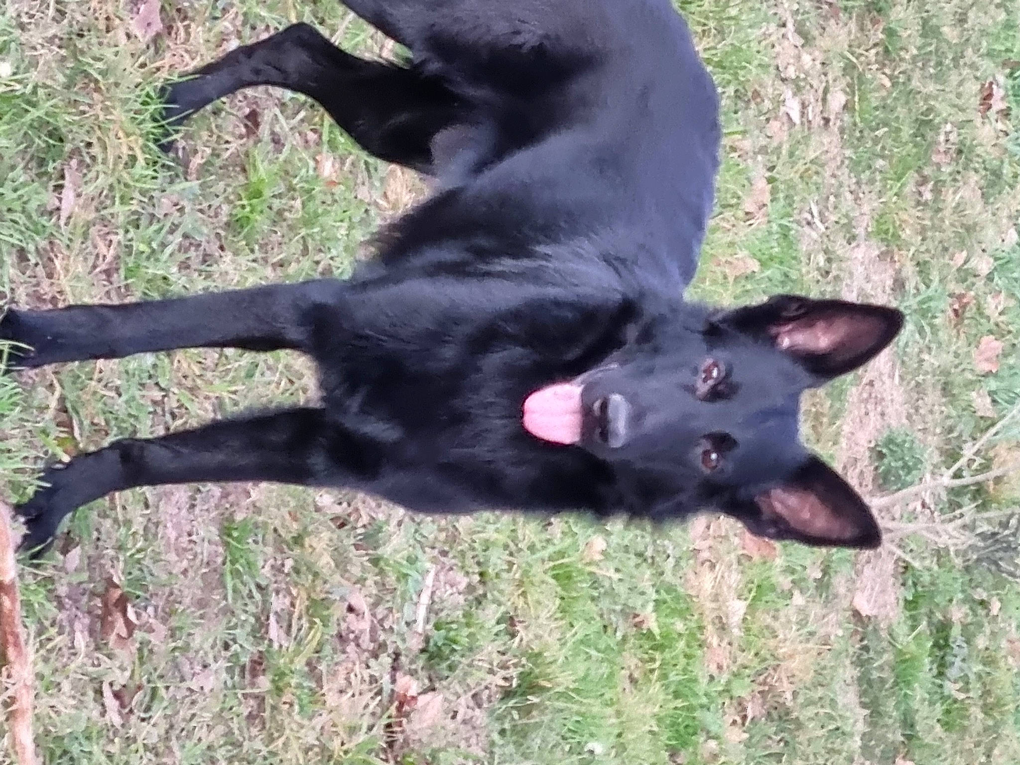 Urs participe au concours pour gagner de l'argent avec cette photo : black_norwegian_elkhound, borador, canidae, carnivore, collar, dog, dog_breed, felidae, fur, grass, non_sporting_group, plant, snout, sporting_group, tail, terrestrial_animal, working_animal