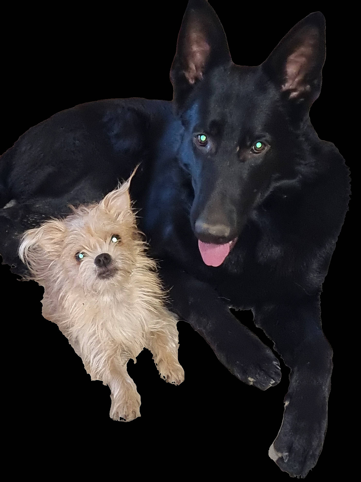 Urs participe au concours pour gagner de l'argent avec cette photo : ancient_dog_breeds, canidae, carnivore, companion_dog, dog, dog_breed, dog_supply, electric_blue, fur, guard_dog, herding_dog, non_sporting_group, snout, sporting_group, working_animal, working_dog