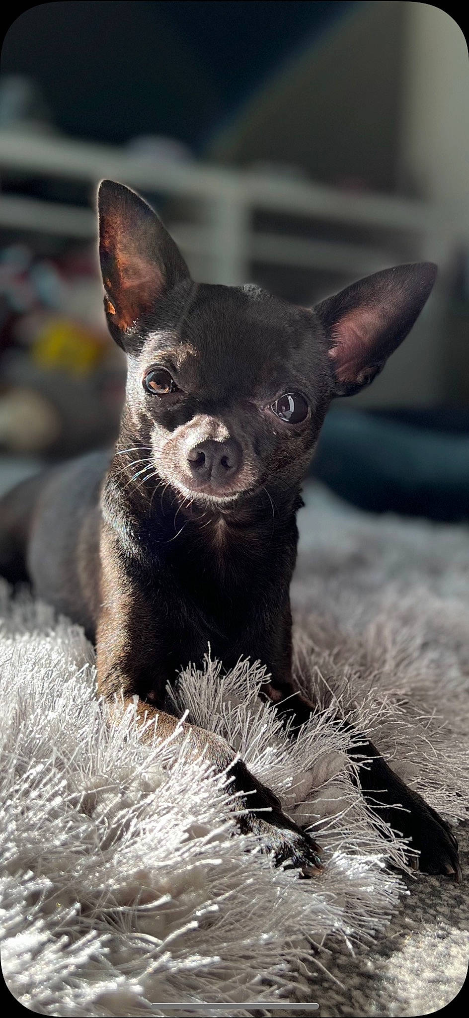 Bourbon joined the competition — help win amazing prizes! canidae, carnivore, chihuahua, companion_dog, corgi_chihuahua, dog, dog_breed, ear, fawn, fur, grass, plant, prazsky_krysarik, russkiy_toy, snout, sporting_group, terrestrial_animal, toy_dog, whiskers, working_animal