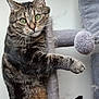 cat, cat_tree, climbing, close_up, cozy, ear, feline, fur, green_eyes, indoor, looking_at_camera, paw, pet, playful, plush_ball, portrait, scratching_post, tabby_cat, tail, whiskers