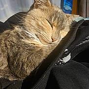 Minette a rejoint le concours — aidez-le/la à gagner de superbes lots ! cat, tabby, sleeping, cozy, fur, sunlight, indoor, resting, animal, pet, closeup, whiskers, ears, face, relaxing, blanket, textile, soft, cute, peaceful