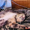 cat, sleeping, stretched_out, fur, paw, blanket, indoor, cozy, relaxed, pet, whiskers, pink_nose, striped, tabby, resting, closeup, animal, cute, comfortable, home