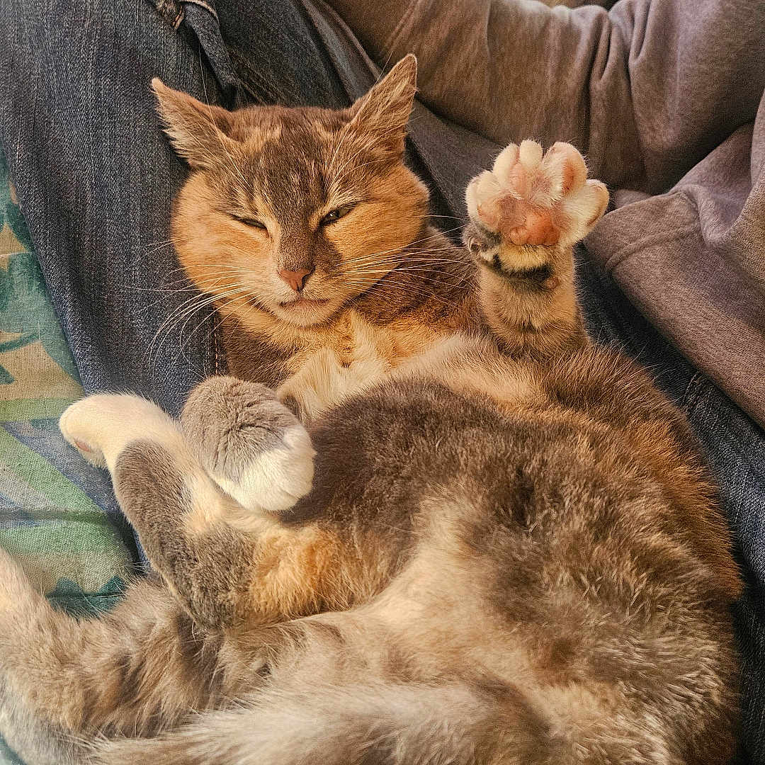 Minette