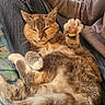 Minette participe au concours pour gagner de l'argent avec cette photo : animal, casual, cat, clothing, comfortable, cozy, feline, fur, hand, home, indoor, jeans, lap, mammal, paw, person, pet, relaxing, resting, sweater