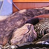 Minette a rejoint le concours — aidez-le/la à gagner de superbes lots ! cat, sleeping, paw, blanket, patterned, fur, whiskers, cozy, indoor, resting, closeup, relaxed, pet, animal, soft, home, comfort, feline, nap, cute