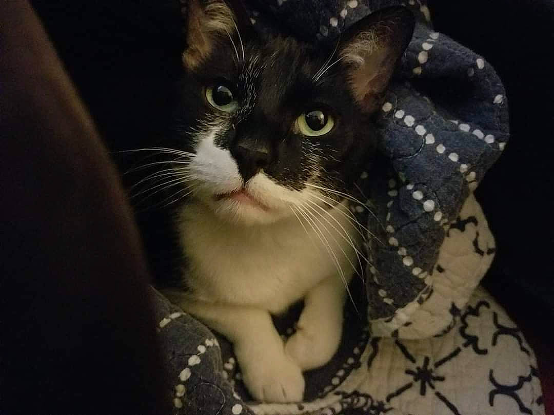 Caesar joined the competition — help win amazing prizes! black, carnivore, cat, collar, domestic_short_haired_cat, facial_expression, felidae, fur, iris, small_to_medium_sized_cats, snout, terrestrial_animal, tongue, vertebrate, whiskers