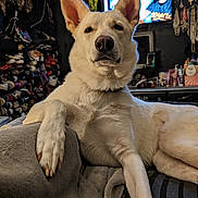 Winter is registered to the contest to win money with this photo: adult, animal, architecture, canine, computerhardware, couch, dog, electronics, face, furniture, hardware, head, husky, male, man, monitor, person, pet, screen, tv