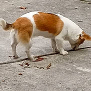 Gizmo is registered to the contest to win money with this photo: dog, canine, pet, outdoor, concrete, sniffing, curious, brown_and_white, short_legs, tail, ears, ground, leaves, daylight, animal, walking, side_view, nature, domestic, companion