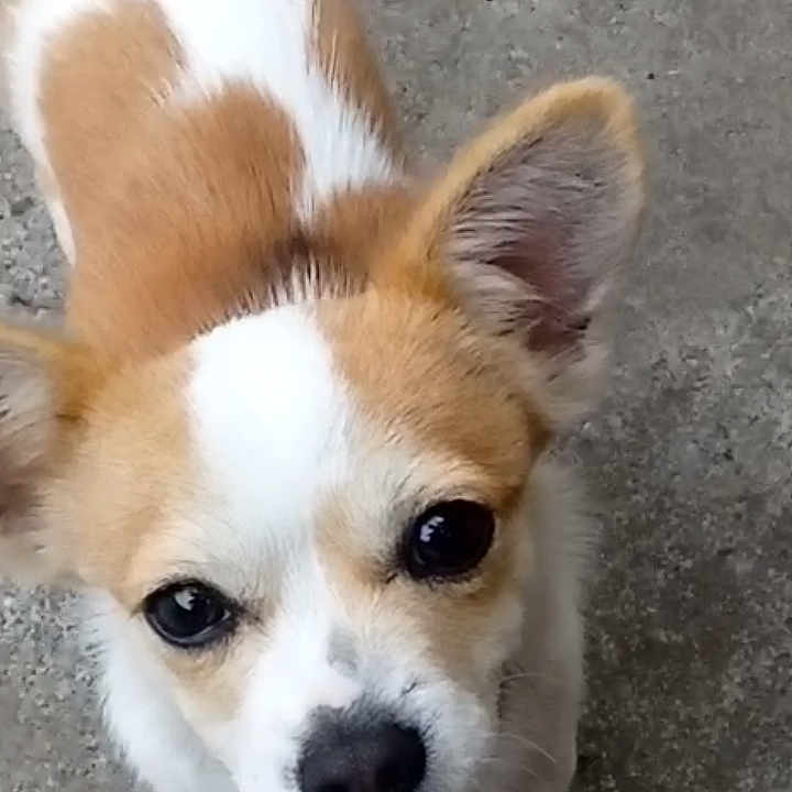 Gizmo is registered to the contest to win money with this photo: adorable, animal, black_nose, canine, close_up, concrete, curious, cute, dog, ears, fur_pattern, looking_up, outdoor, pet, puppy, small_dog, standing, tan_fur, white_fur, young_dog