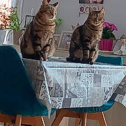Noisette Et Jaspère a rejoint le concours — aidez-le/la à gagner de superbes lots ! cat, chair, curtain, decor, domestic_animal, family_photo, flower_pot, furniture, home_interior, indoor, natural_light, pet, plant, sitting, tabby_cat, table, tablecloth, two_animals, window, wooden_leg