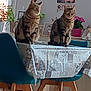 cat, chair, curtain, decor, domestic_animal, family_photo, flower_pot, furniture, home_interior, indoor, natural_light, pet, plant, sitting, tabby_cat, table, tablecloth, two_animals, window, wooden_leg