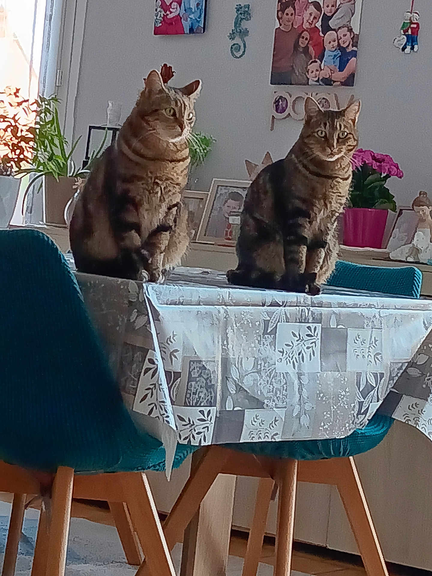 Noisette Et Jaspère a rejoint le concours — aidez-le/la à gagner de superbes lots ! cat, chair, curtain, decor, domestic_animal, family_photo, flower_pot, furniture, home_interior, indoor, natural_light, pet, plant, sitting, tabby_cat, table, tablecloth, two_animals, window, wooden_leg