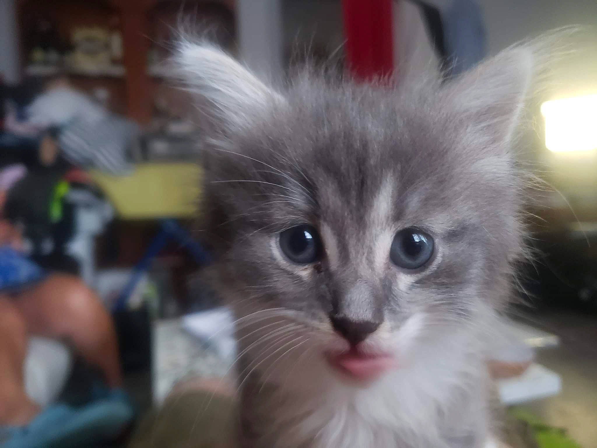 Vanille a rejoint le concours — aidez-le/la à gagner de superbes lots ! carnivore, cat, domestic_short_haired_cat, event, fawn, felidae, fur, pet_supply, small_to_medium_sized_cats, snout, terrestrial_animal, whiskers