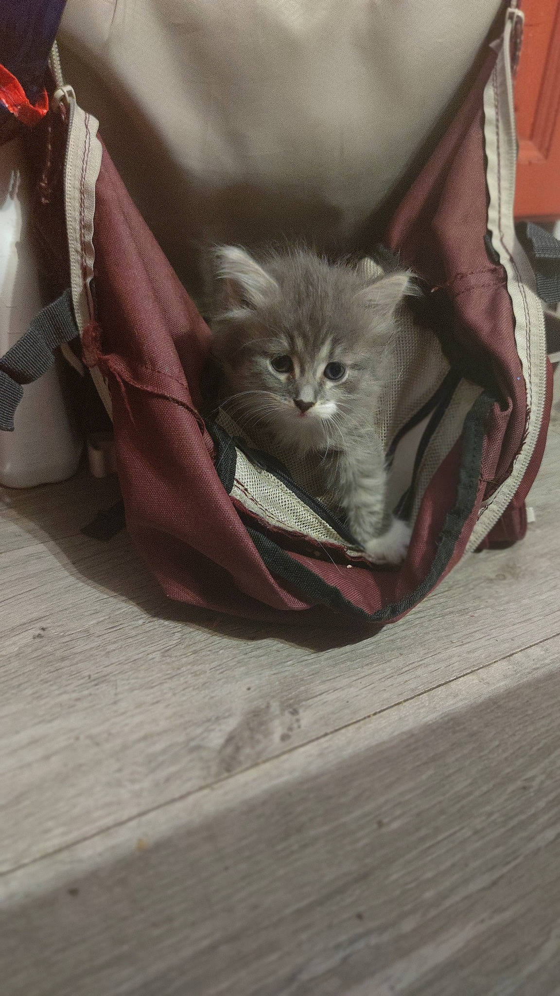 Vanille a rejoint le concours — aidez-le/la à gagner de superbes lots ! carnivore, cat, cat_supply, claw, comfort, domestic_short_haired_cat, fawn, felidae, flooring, fur, grey, hardwood, paw, room, sitting, small_to_medium_sized_cats, snout, tail, whiskers, wood