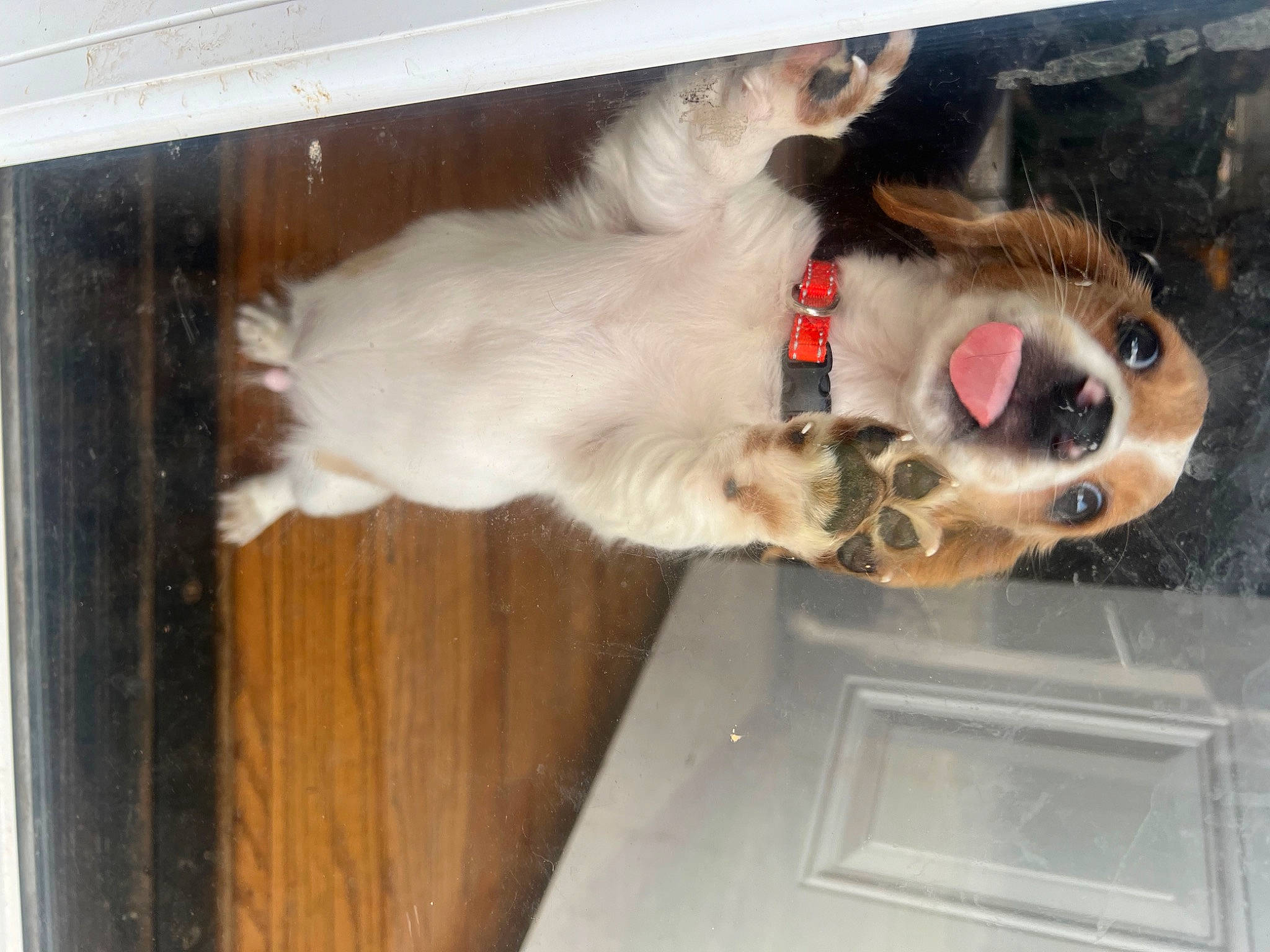 Odie is registered to the contest to win money with this photo: canidae, carnivore, collar, companion_dog, dog, dog_breed, fawn, felidae, fur, giant_dog_breed, jaw, non_sporting_group, paw, pet_supply, snout, sporting_group, tail, whiskers, wood, working_animal