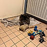 Vaiana participe au concours pour gagner de l'argent avec cette photo : dog, towel, tile_floor, toy, stuffed_animal, chew_toy, rope_toy, indoor, pet, brown, black, small_dog, floor, resting, animal, play, cozy, home, corner, quiet