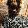 Vaiana participe au concours pour gagner de l'argent avec cette photo : dog, pet, fluffy, indoor, blanket, fur, cozy, curious, animal, brown, black, shaggy, home, wood, door, cute, soft, portrait, companion, domestic