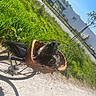 cat, bicycle, basket, wire_cage, outdoor, grass, sunny, daylight, road, tree, shadow, wicker, pet, animal, nature, transport, leisure, relaxation, blue_sky, urban