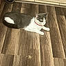 Lilly is registered to the contest to win money with this photo: cat, black_and_white, pet, feline, animal, lying_down, lounging, indoors, floor, wood_floor, tile, collar, whiskers, ears, paws, tail, short_hair, relaxed, home, portrait