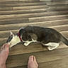 cat, pet, gray_and_white, red_collar, animal, indoor, wood_floor, barefoot, feet, toes, nuzzling, affectionate, crouching, lying_down, whiskers, ears, fur, home, flooring, funny