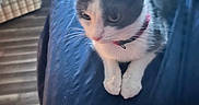Lilly joined the competition — help win amazing prizes! cat, kitten, black_and_white, bicolor, pet, animal, feline, face, whiskers, ears, paws, collar, indoor, chair, furniture, blue, cozy, sitting, portrait, relaxed