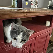 Lilly is registered to the contest to win money with this photo: cat, gray_cat, white_cat, pet, animal, whiskers, ears, eyes, curious, indoor, pet_carrier, red_carrier, wooden_table, furniture, flowers, vase, stationery, home, portrait, closeup