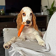 Achille participe au concours pour gagner de l'argent avec cette photo : animal, blanket, carrot, couch, cute, dog, domestic_animal, ears, fur, furniture, home, indoor, living_room, lying_down, nose, orange, paw, pet, relaxed, white