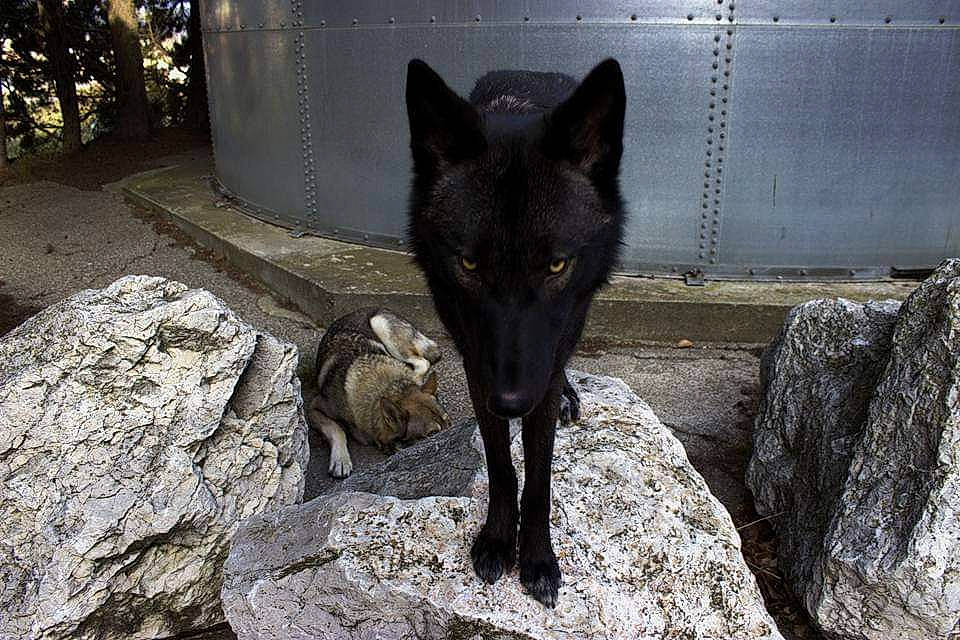 M'éywa participe au concours pour gagner de l'argent avec cette photo : black_norwegian_elkhound, canidae, carnivore, common_pipistrelle, dog_breed, felidae, rock, small_to_medium_sized_cats, snout, terrestrial_animal, wildlife, zoo