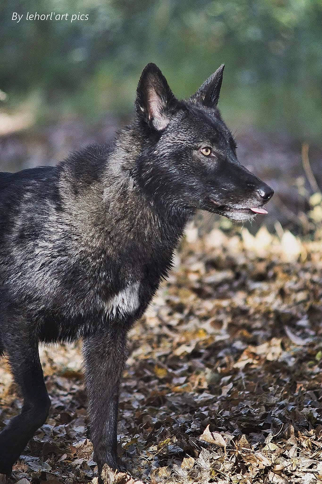 M'éywa a rejoint le concours — aidez-le/la à gagner de superbes lots ! canidae, canis, carnivore, dog_breed, fox, fur, silver_fox, snout, soil, terrestrial_animal, whiskers, wildlife, wolf