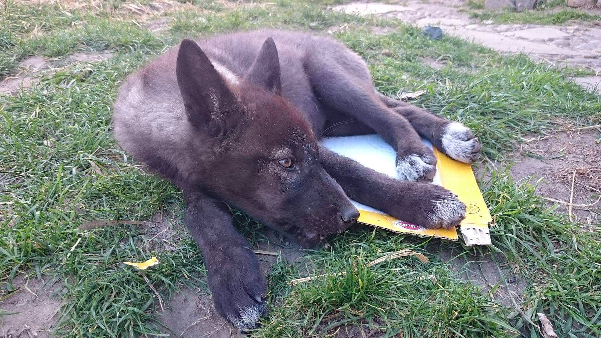 M'éywa a rejoint le concours — aidez-le/la à gagner de superbes lots ! biting, carnivore, companion_dog, dog, dog_breed, grass, non_sporting_group, plant, terrestrial_animal, working_animal, working_dog