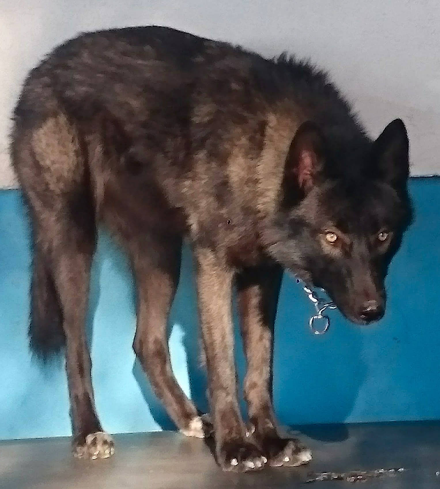 M'éywa participe au concours pour gagner de l'argent avec cette photo : ancient_dog_breeds, black_norwegian_elkhound, canidae, canis, carnivore, companion_dog, dog, dog_breed, electric_blue, fur, king_shepherd, liver, snout, sporting_group, tail, terrestrial_animal, whiskers, wildlife, working_animal, working_dog