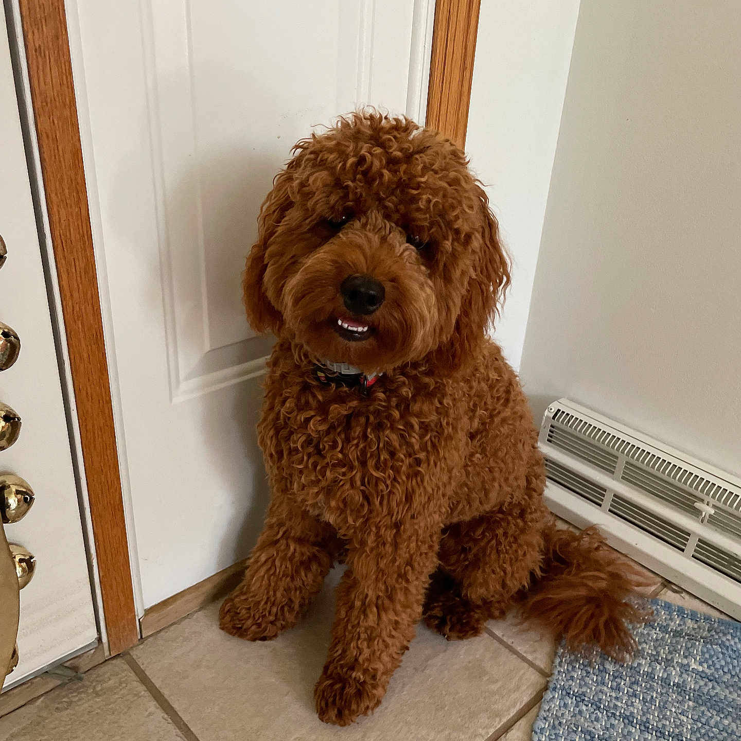 Teddy joined the competition — help win amazing prizes! airedale, animal, canine, cockerspaniel, dog, door, hardwood, hound, indoors, interiordesign, mat, pet, plush, plywood, poodle, puppy, shelf, terrier, toy, wood