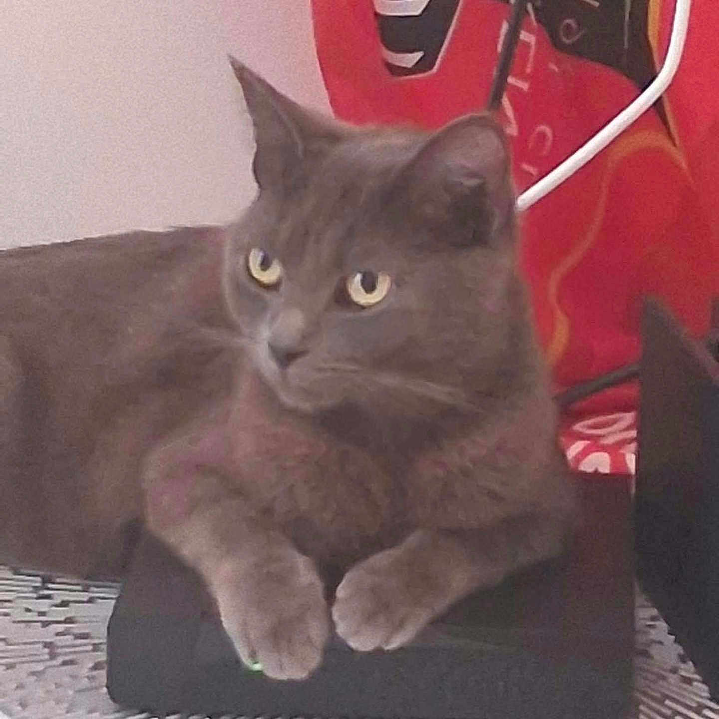 Vinny
