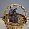 Vinny participe au concours pour gagner de l'argent avec cette photo : cat, kitten, gray_cat, wicker_basket, basket, purple_collar, yellow_eyes, feline, pet, animal, sitting, indoors, tile_floor, wall, portrait, centered_composition, adorable, cute, alert, domestic_cat